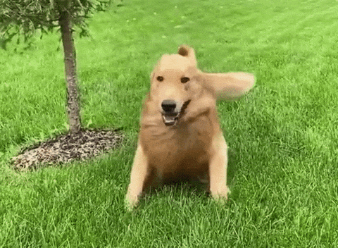 Canine Awareness